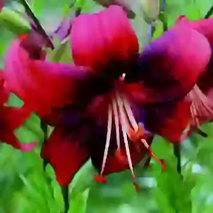 Tiger Lilies